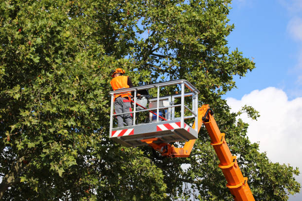 Best Fruit Tree Pruning  in Lemon Hill, CA