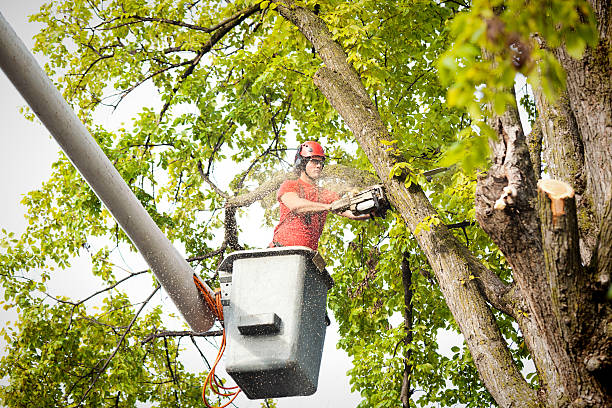 Best Tree Cabling and Bracing  in Lemon Hill, CA