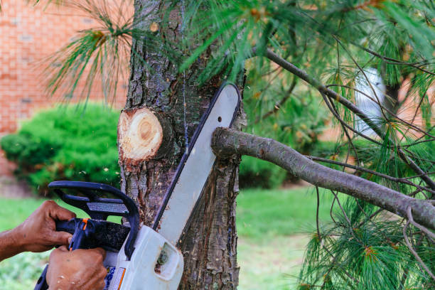 Best Hedge Trimming  in Lemon Hill, CA